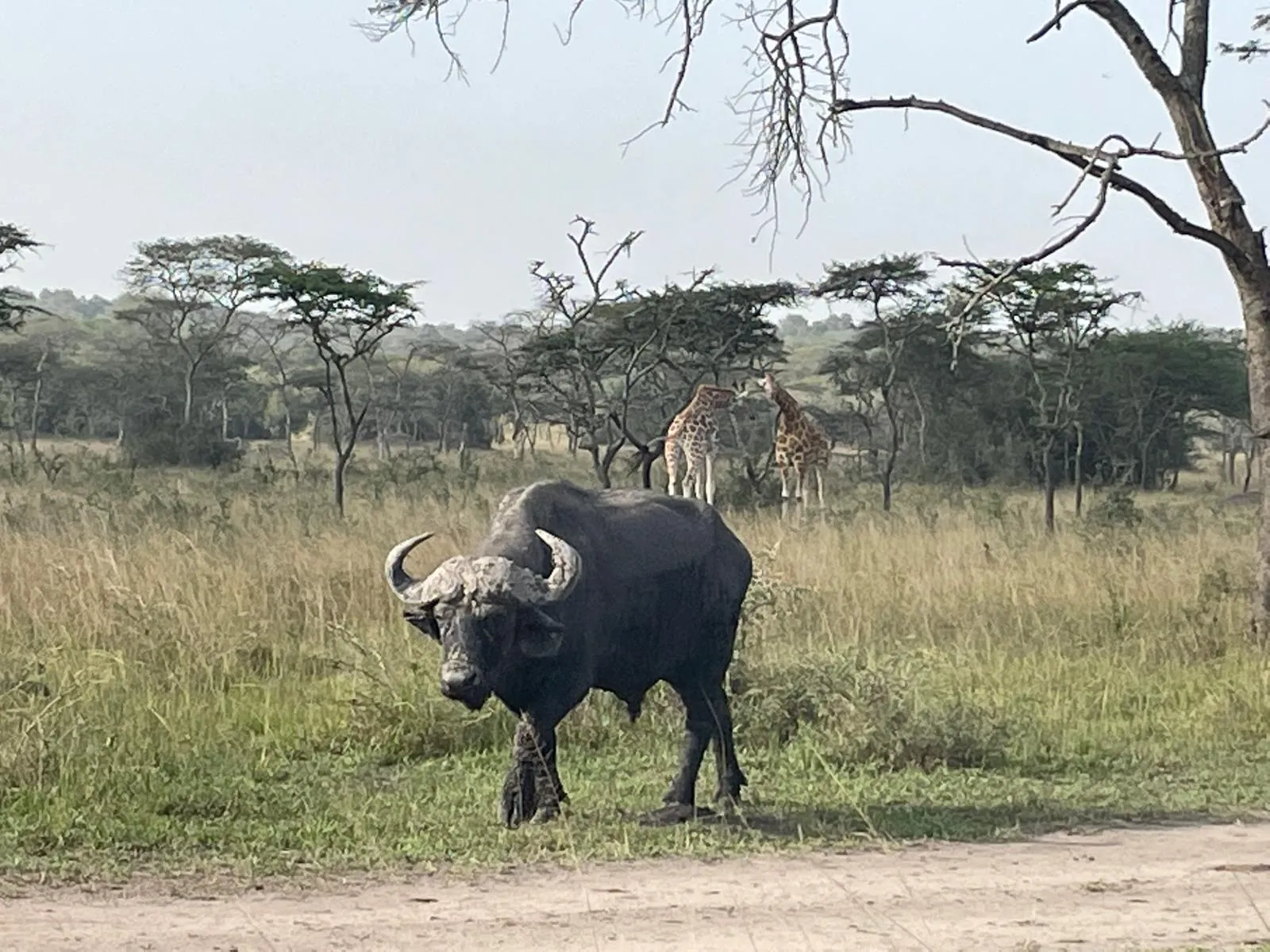 chimpanzee and wildlife 7 day tour — Uganda safari (photo 2)