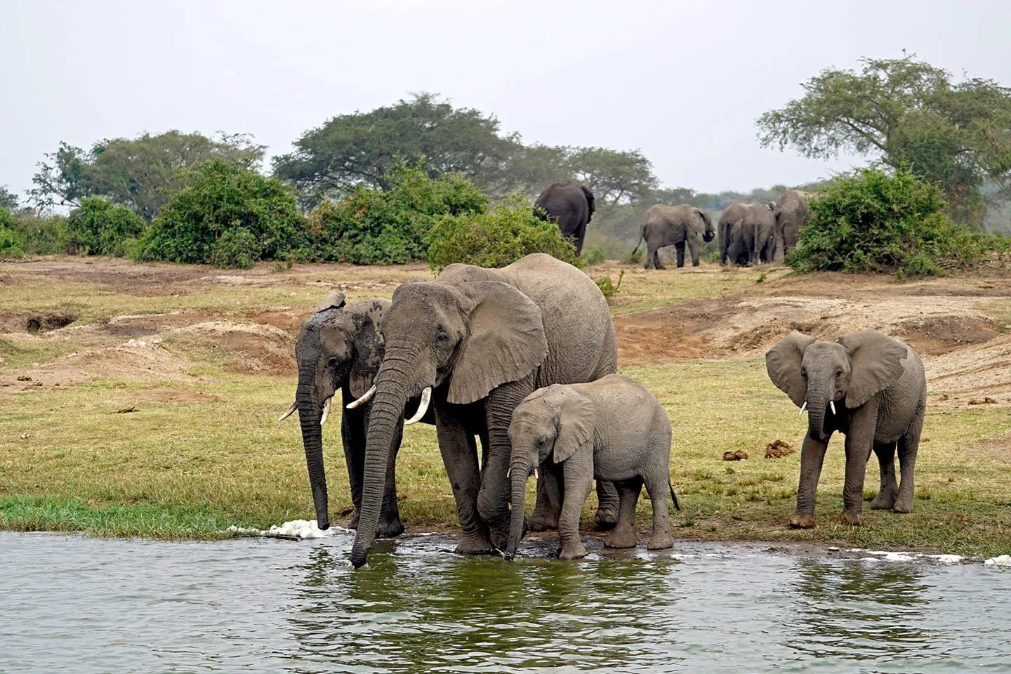 chimpanzee and wildlife 7 day tour — Uganda safari (photo 3)