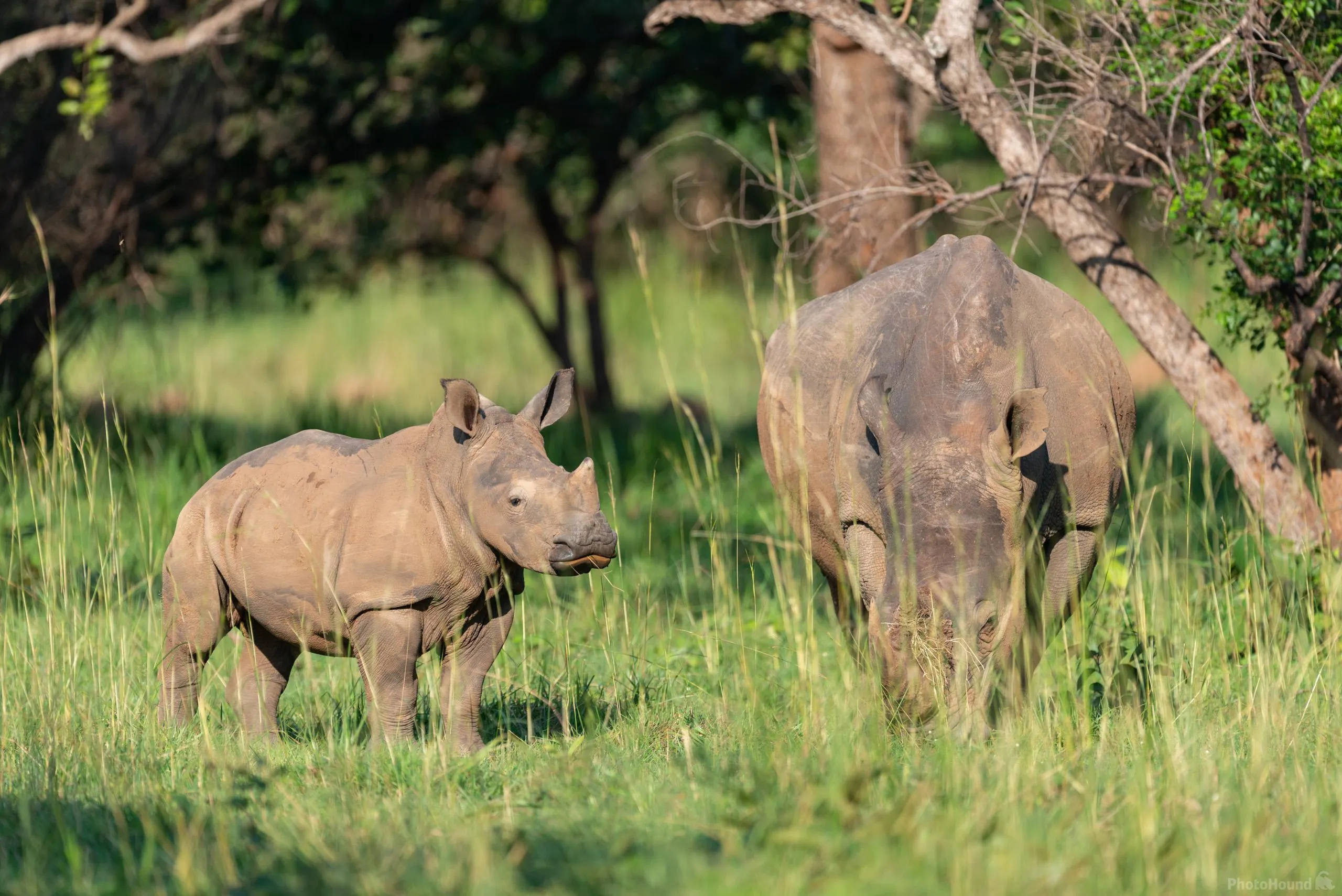 eastern uganda 11 day tour — Uganda safari (photo 2)