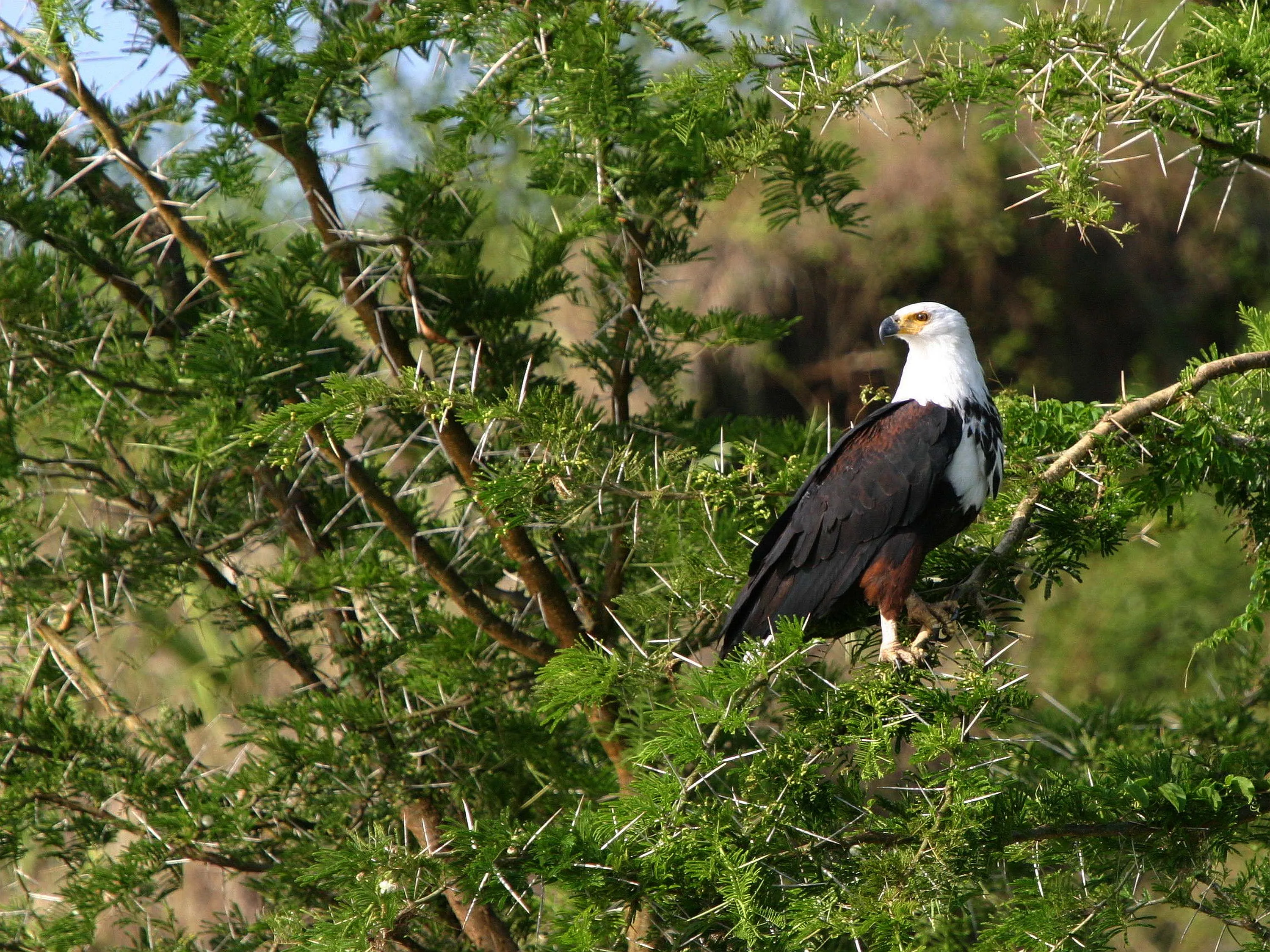 lake mburo and cultural 7 day tour — Uganda safari (photo 2)