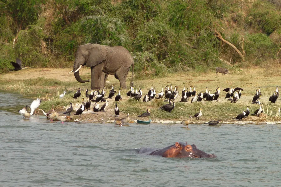 murchison falls 10 day tour — Uganda safari (photo 3)