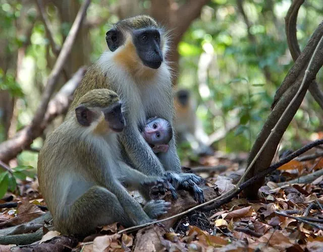 ssese islands 3 days — Uganda safari (photo 2)